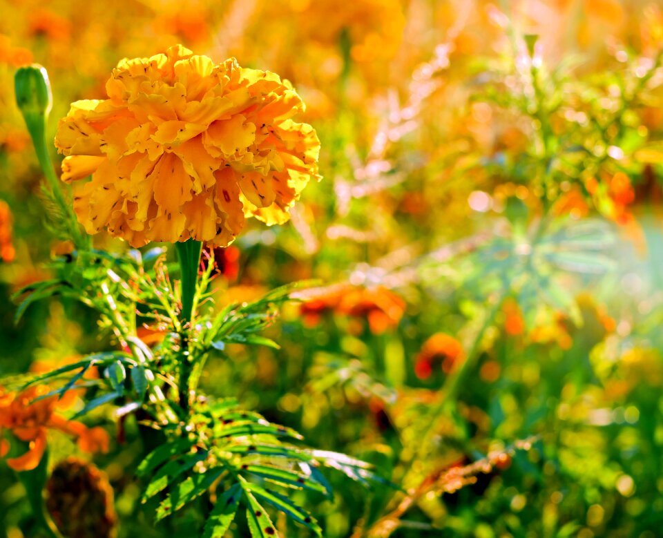 Plant blossom bloom