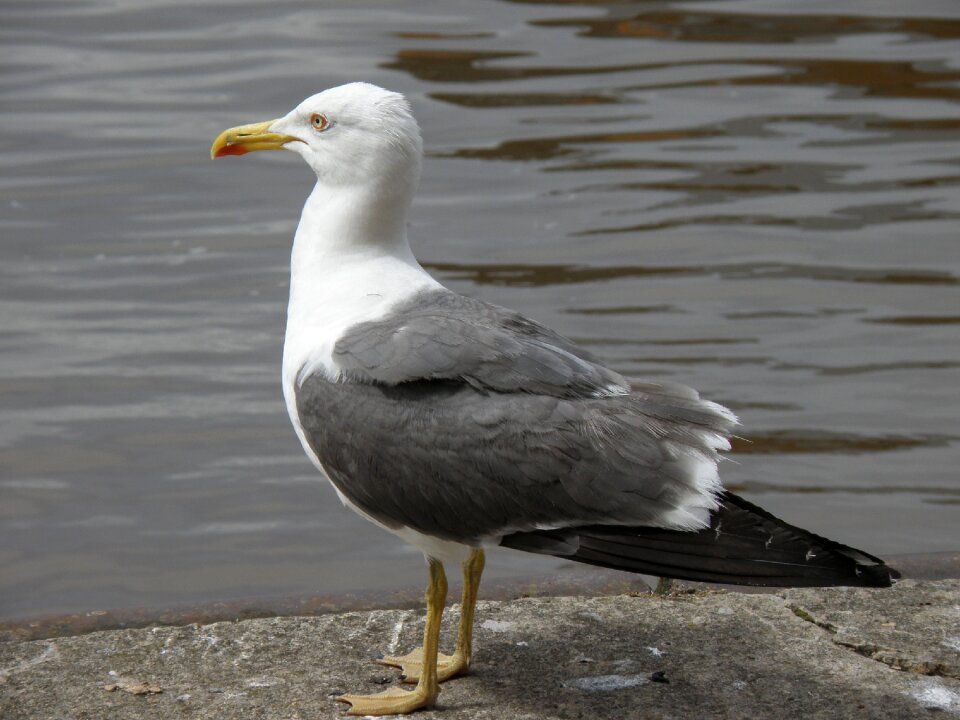 Seagull river animal