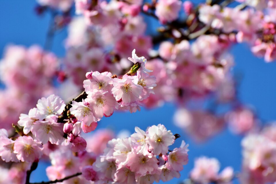 Blossom bloom pink