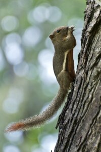 Squirrel forest feeding