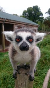 Cute nature lemur photo