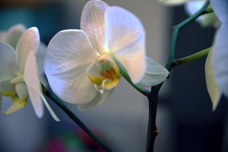 Garden blooming beautiful