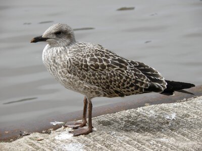 Seagull chick bird