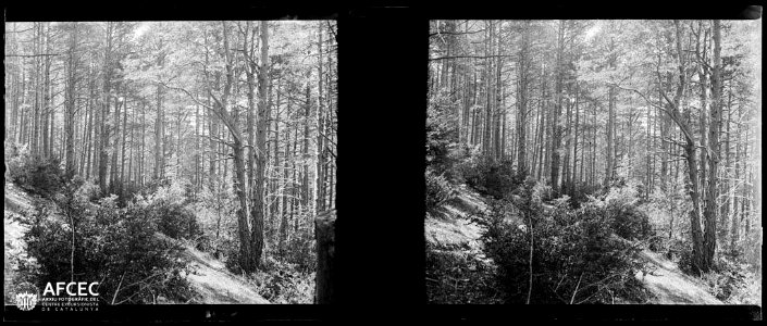 Detall del bosc del Gresolet (AFCEC GAUSACHS B 01682)