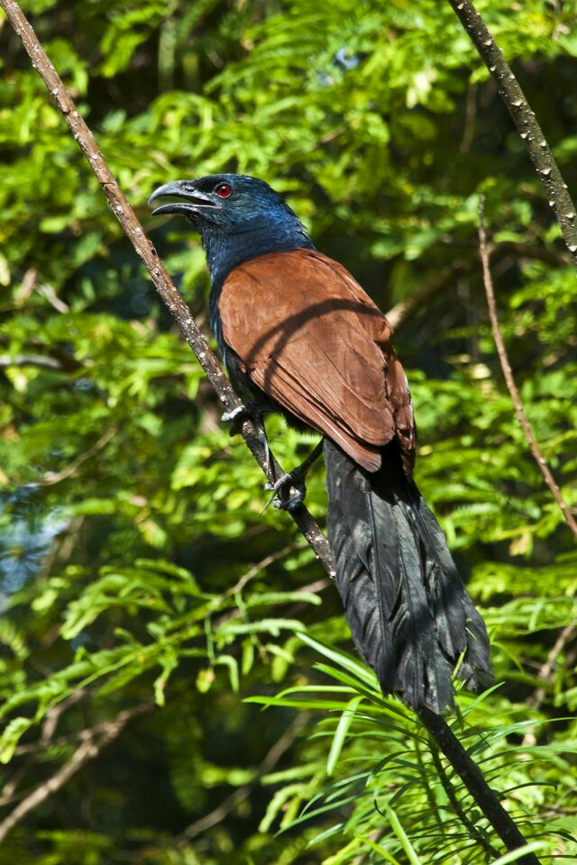 Phuket centropus coucal