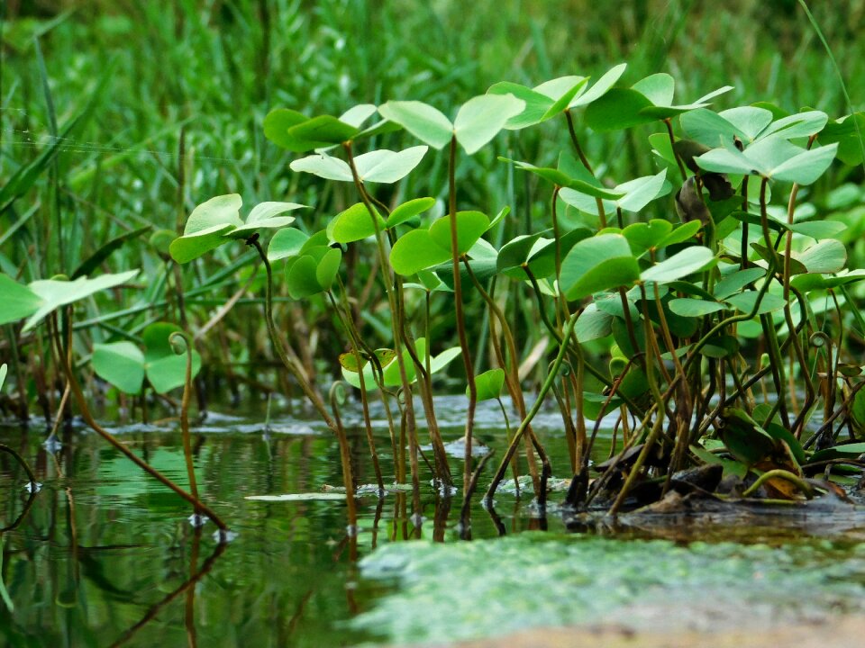 Green water plants grass
