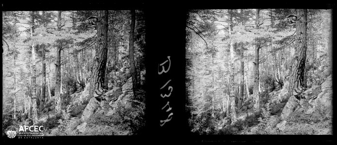 Detall del bosc de Gresolet