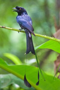 Bird nature travel