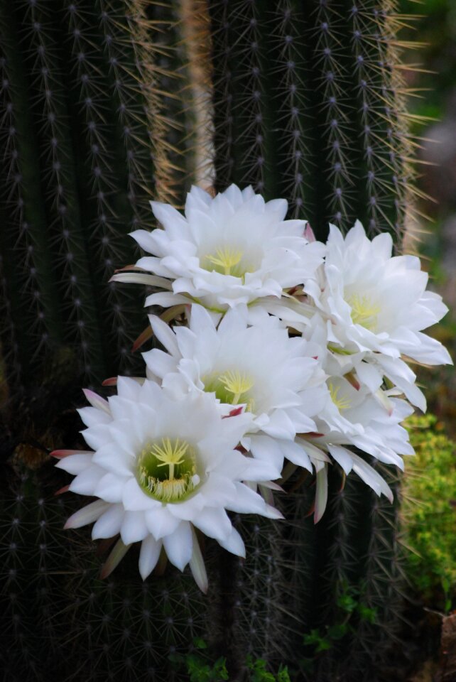 Flowering cactus succulent plants