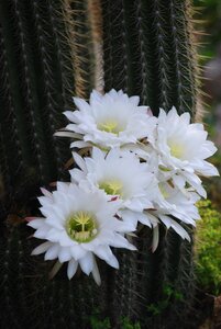 Flowering cactus succulent plants photo