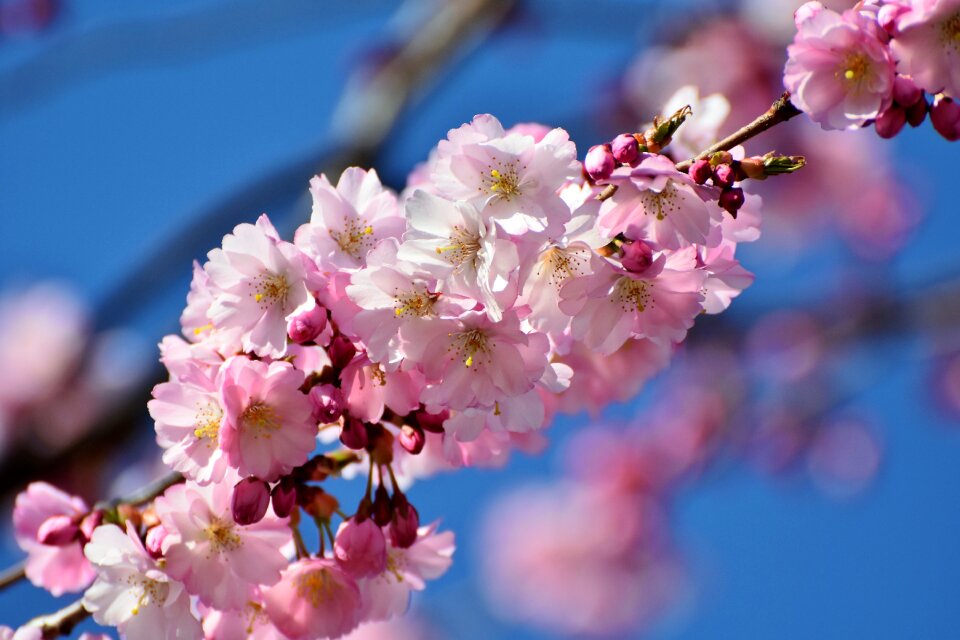 Blossom bloom pink