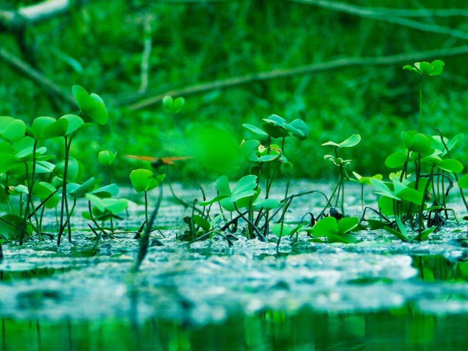 Water plants green grass