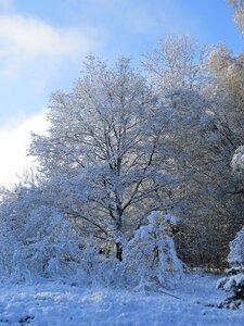 Cold tree idyll