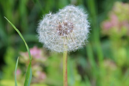 Plant flower summer