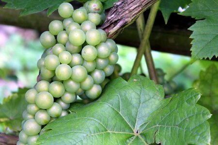 Nature fresh health