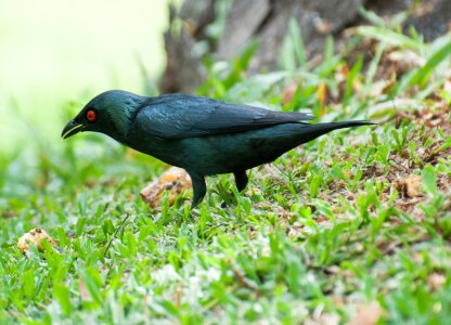 Malaysia asia red eye