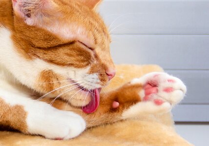 Care clean red