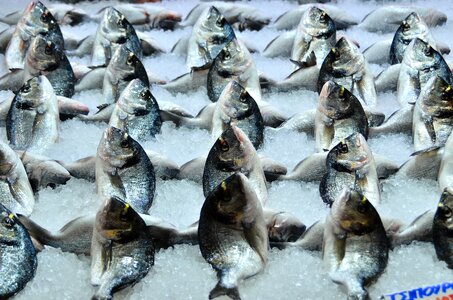 Meat fish market photo