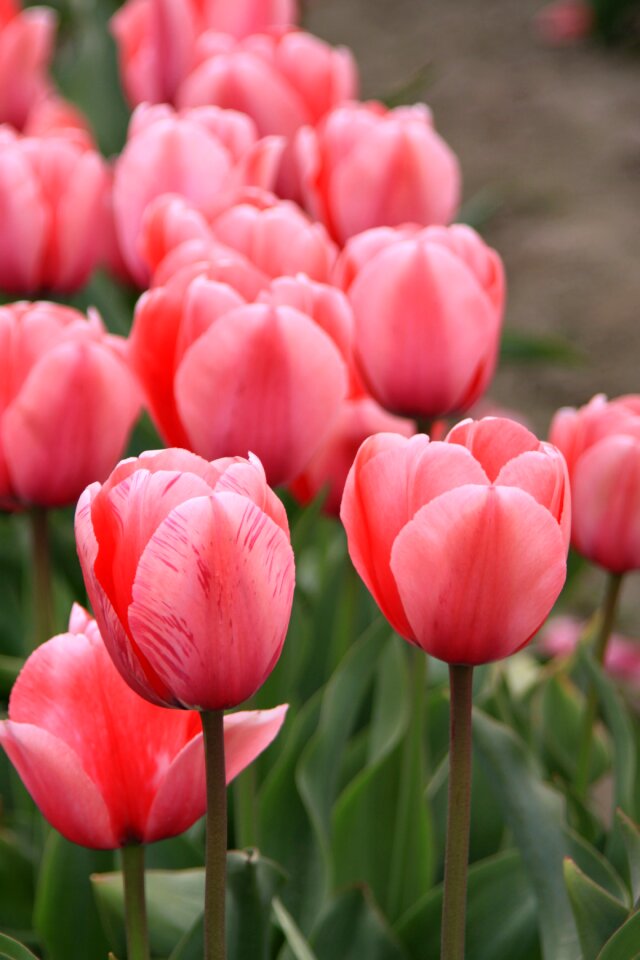 Tulip fields washington state tulip festival