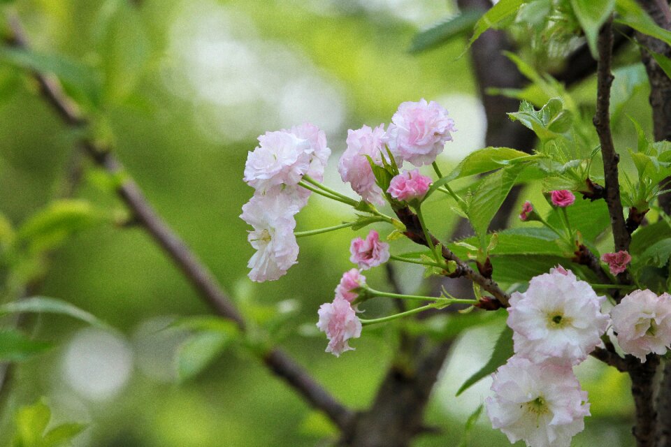 Spring springtime bloomed anew vibrant