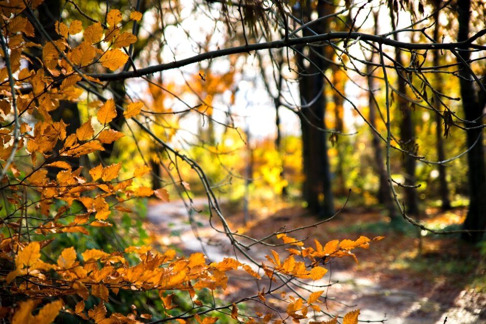 Scotland forest fall