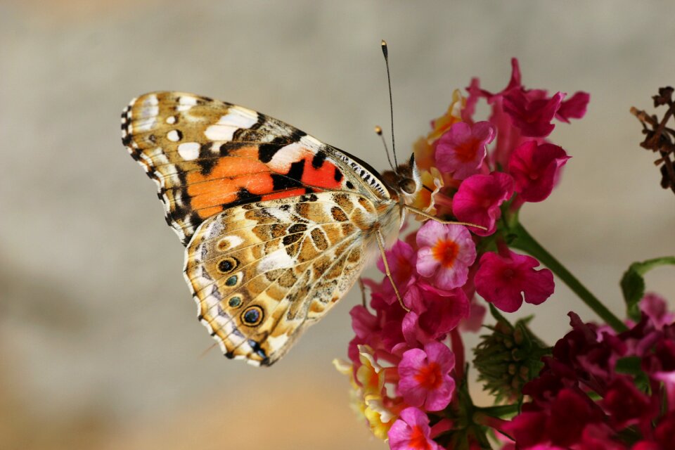 Macro close up nectar