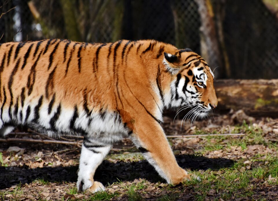 Wildcat tiger head tongue