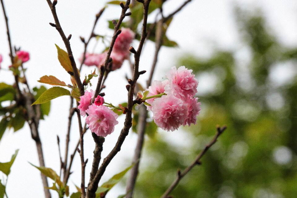 Spring springtime bloomed anew vibrant