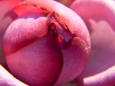 Bud rosebud flower photo
