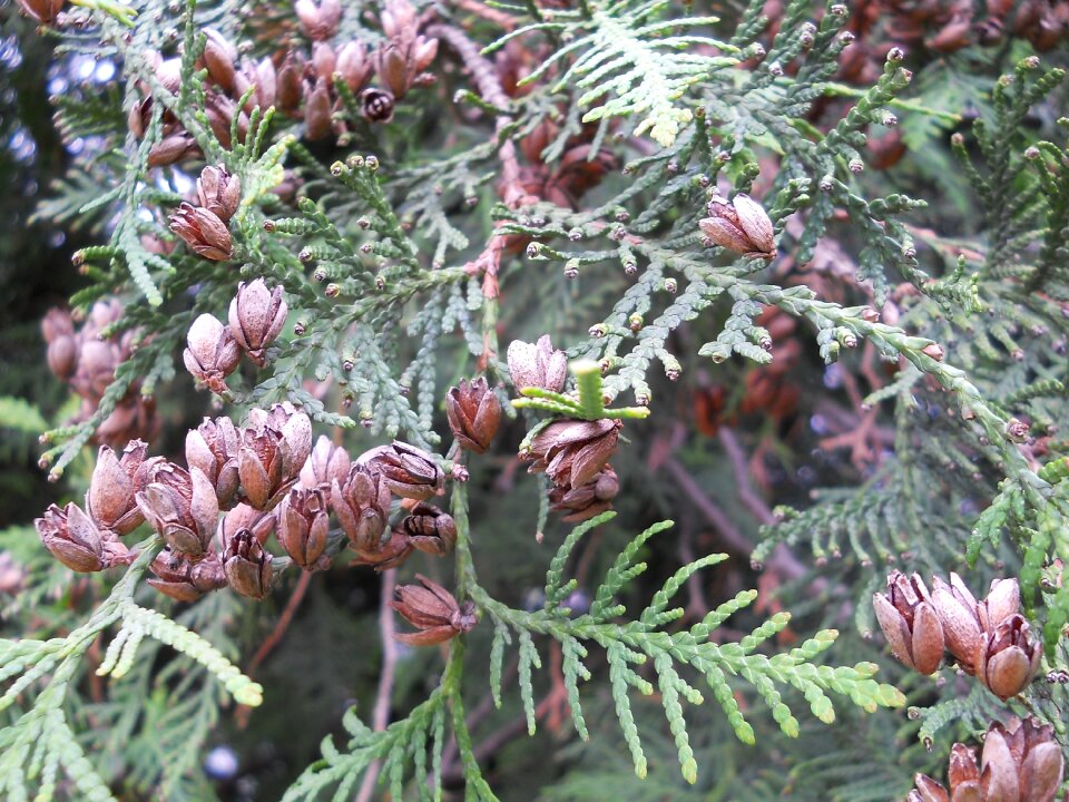 Closeup tree living nature