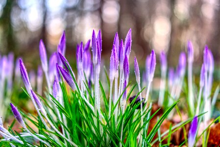 Nature flower plant