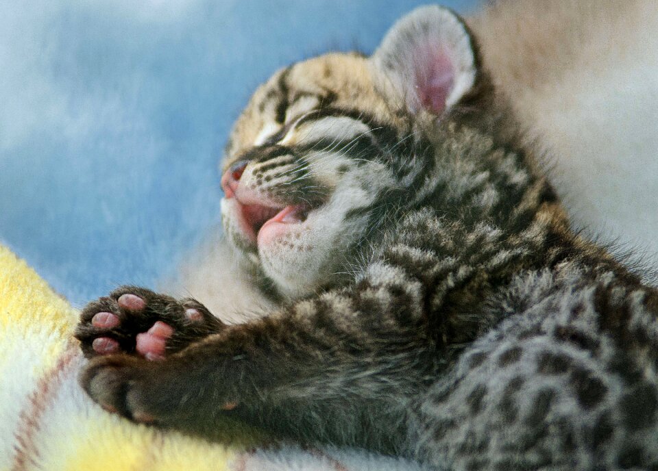 Cute sleeping paws