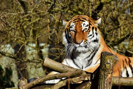 Wildcat tiger head tongue photo