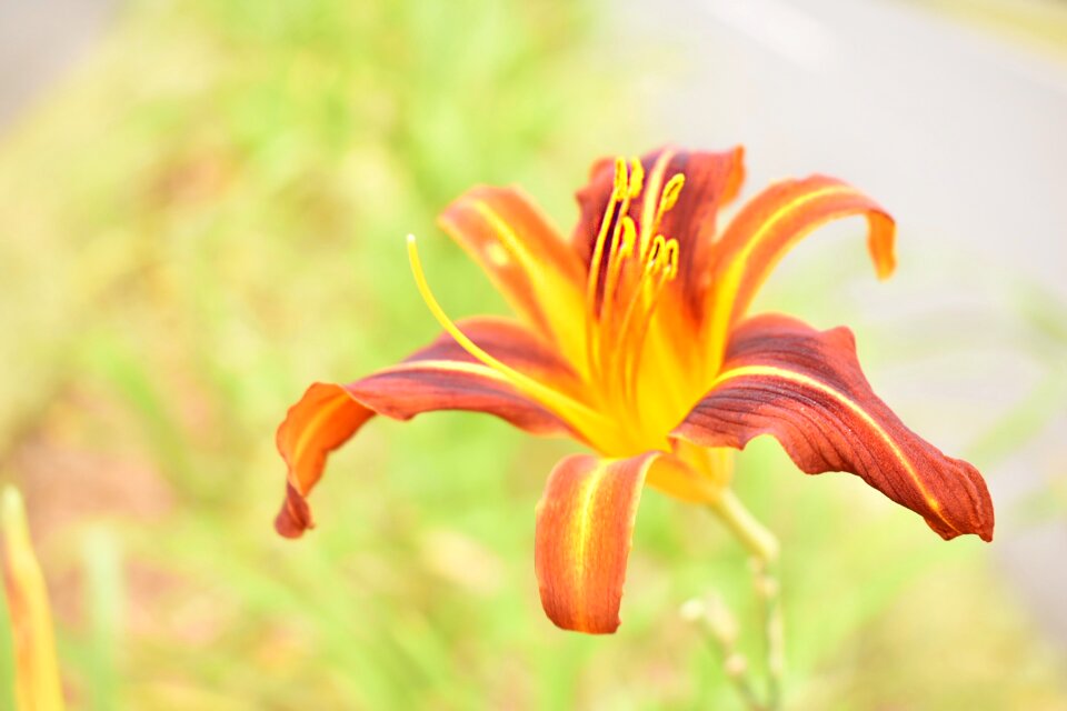 Spring garden detail