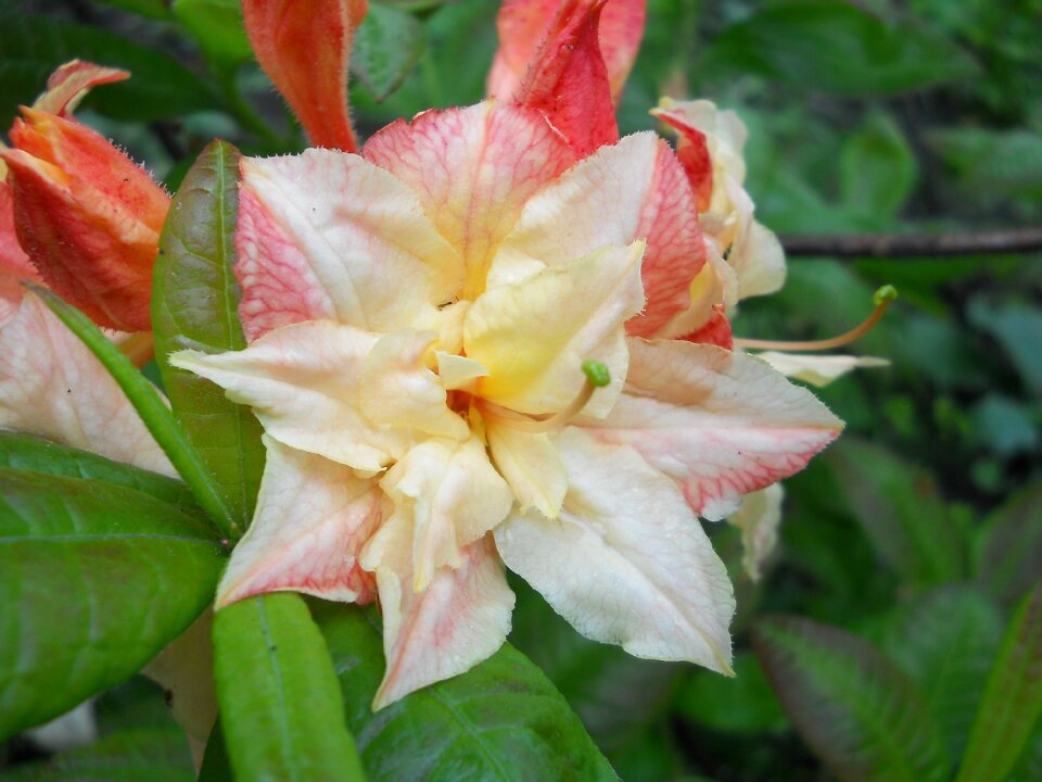Summer flower closeup
