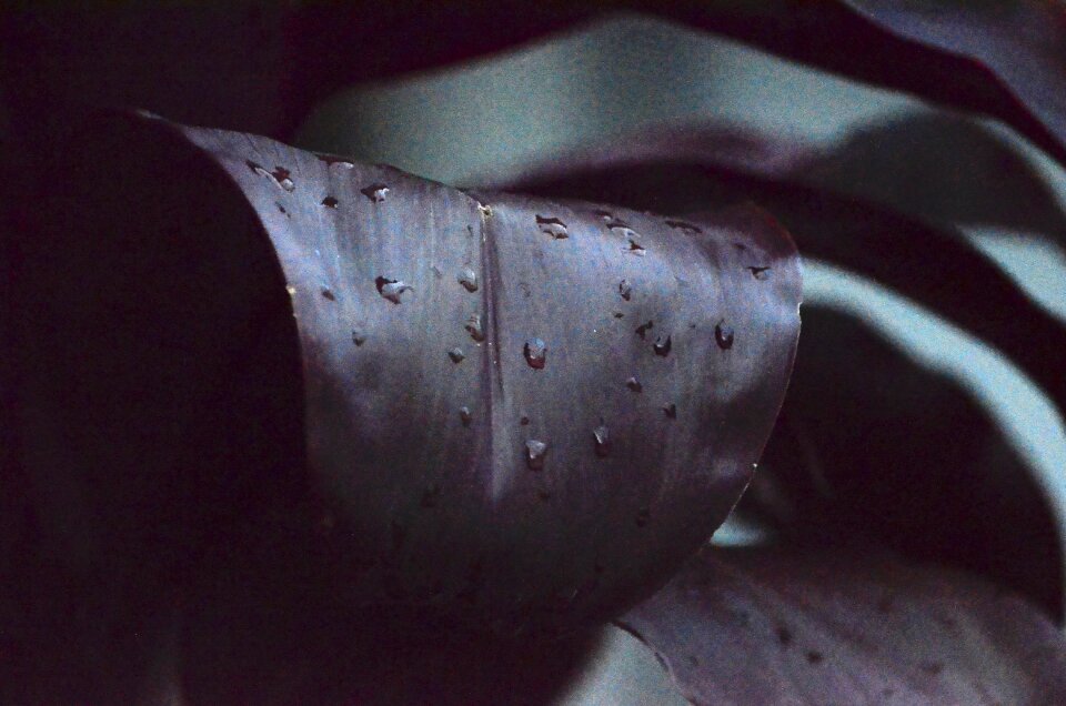 Water drop plants