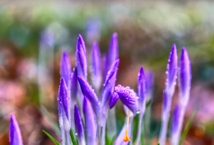 Nature flower plant