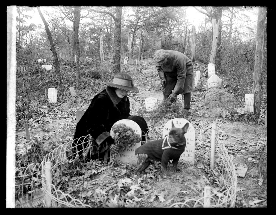Dog cemetery LCCN2016825946