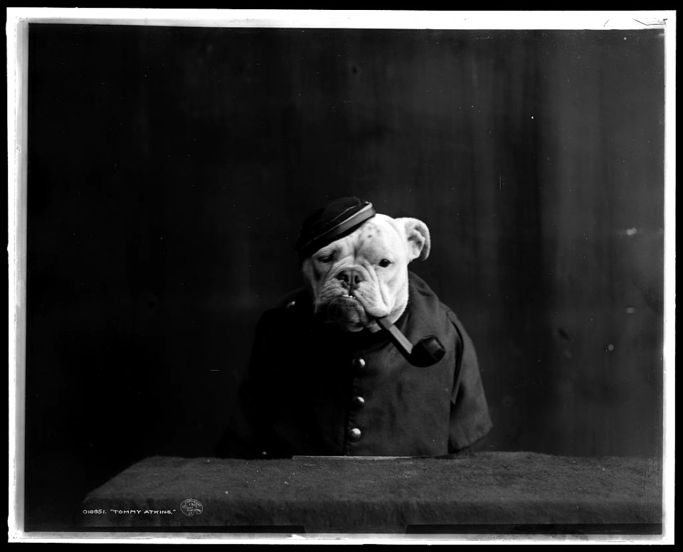 Dog in uniform with pipe