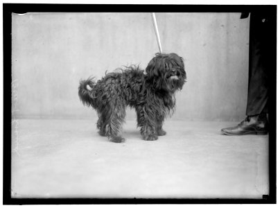 DOG LOC hec.07805