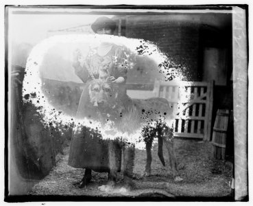 Dog show, 1920, 5-8-20 LCCN2016827919