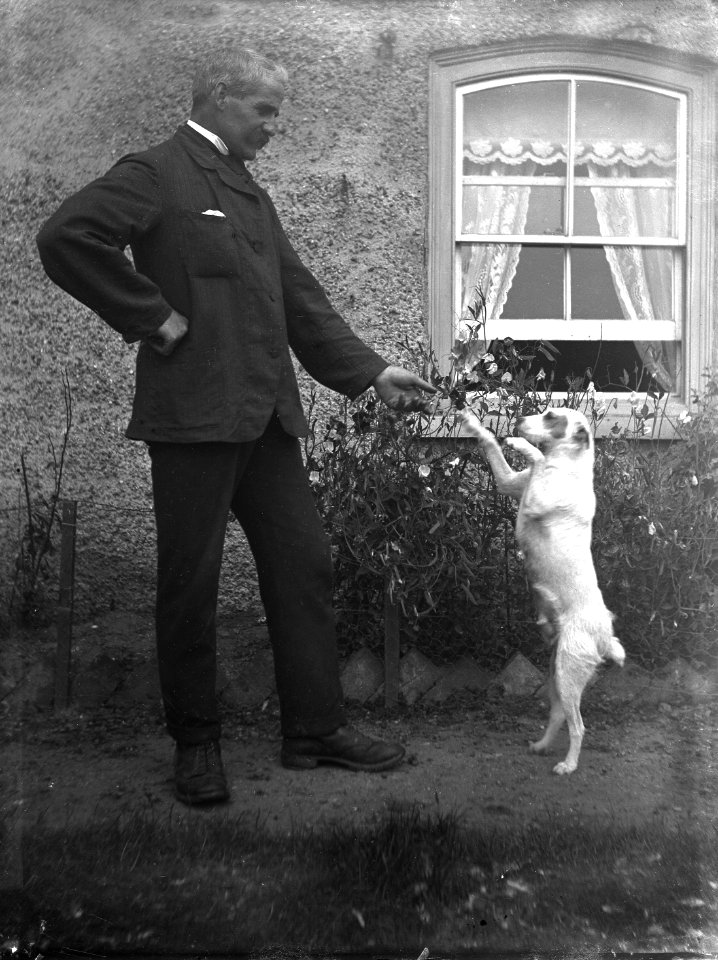 Dog walking on its hind legs YORYM-S227