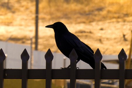 Black bird raven fence photo