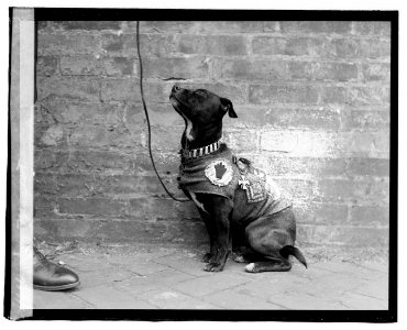 Dog mascot LCCN2016819622