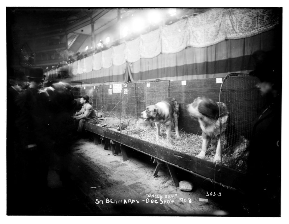 Dog Show 1908- St. Bernards, Uncle Sam LCCN2014681349