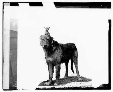 Dog show, 1920, 5-8-20 LCCN2016827918 photo