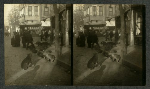 Dogs choosing their sleeping quarters for the night - Constantinople LCCN2004672931