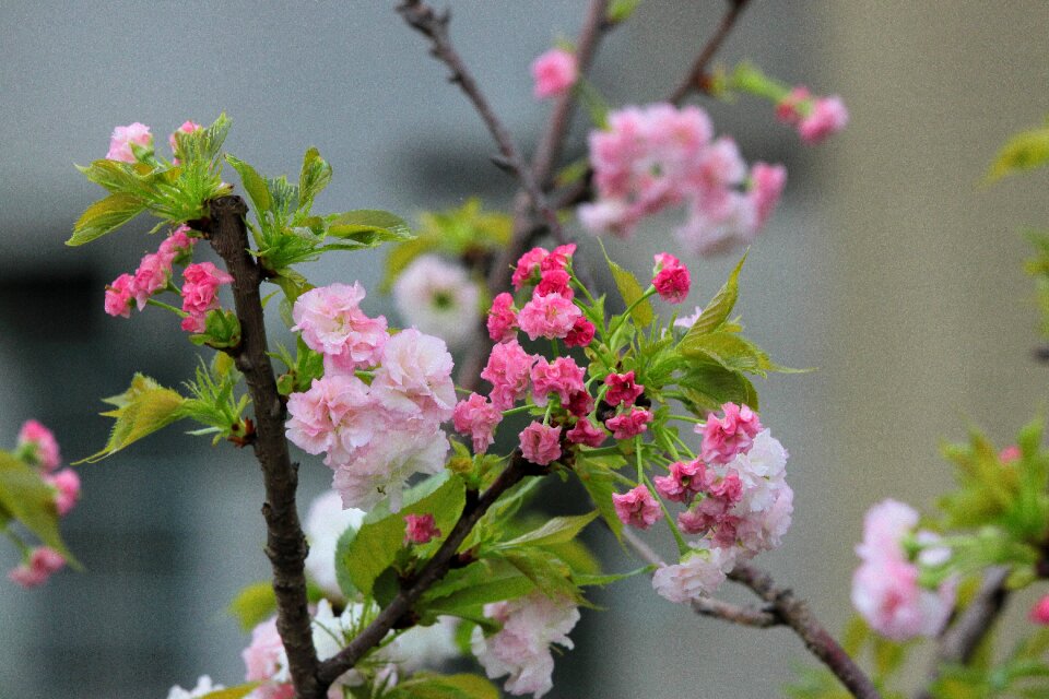 Spring springtime bloomed anew vibrant