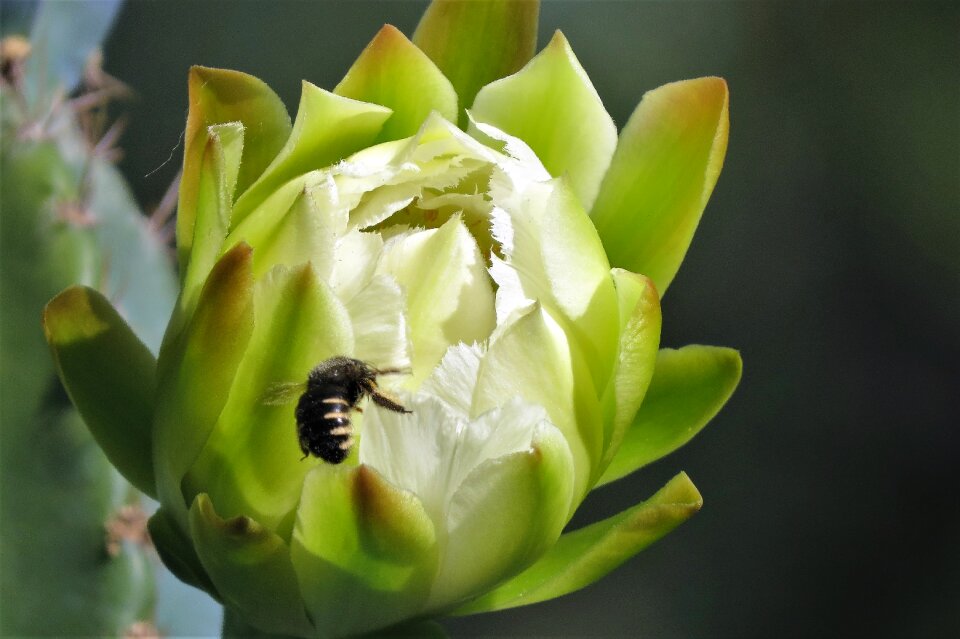 Bumble bee night green night
