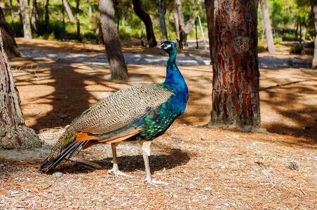 Animals tropical peacock photo